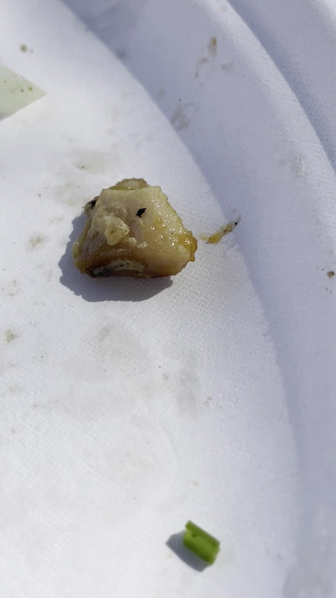 Chicos Grill Photos 2